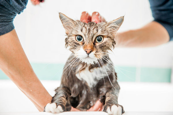 Pampered Paws: Your Comprehensive Guide to Pet Grooming