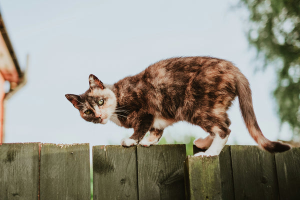 Cats and Cucumbers: An In-Depth Exploration