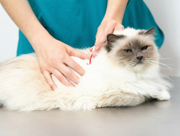 removing ticks from cats and dogs