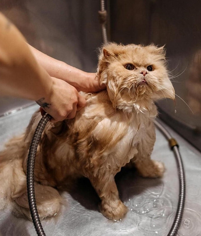 Winsome Cats and Dogs | Pet Grooming