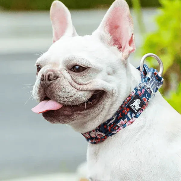 Colorful Floral Dog Collar