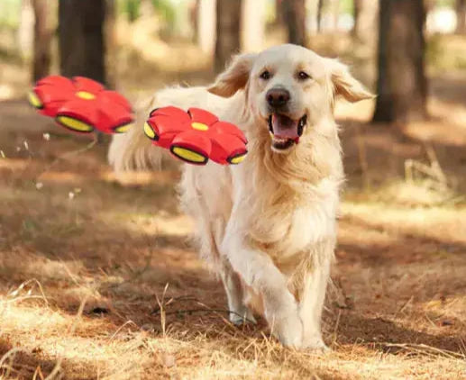 Pet Flying Saucer Ball Toy