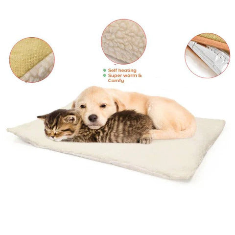 Winsome Cats And Dogs