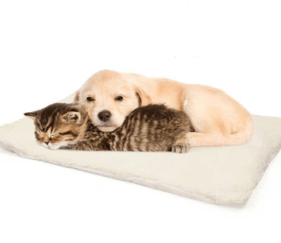 Winsome Cats And Dogs