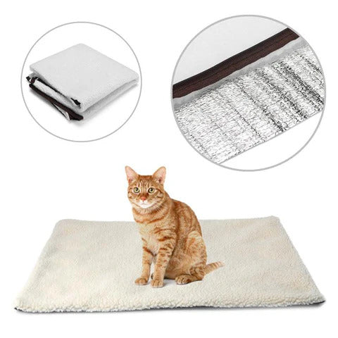Winsome Cats And Dogs