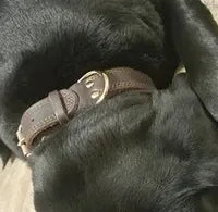 Leather Dog Neck Collar with Hangtag