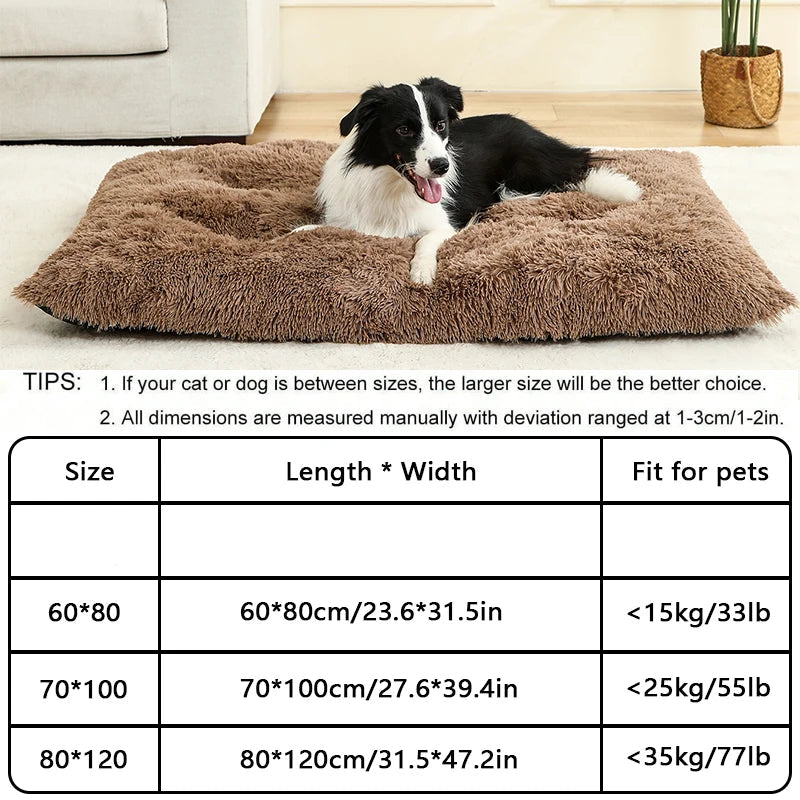 Winsome Cats And Dogs