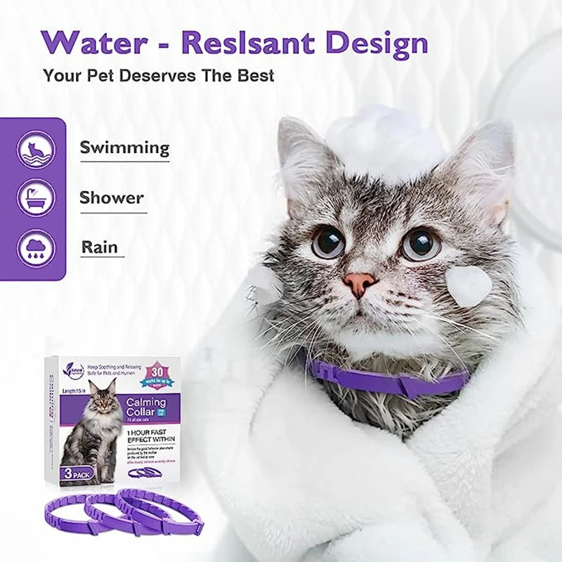Winsome Cats And Dogs