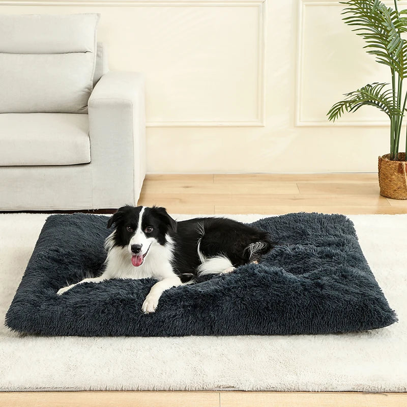 Winsome Cats And Dogs