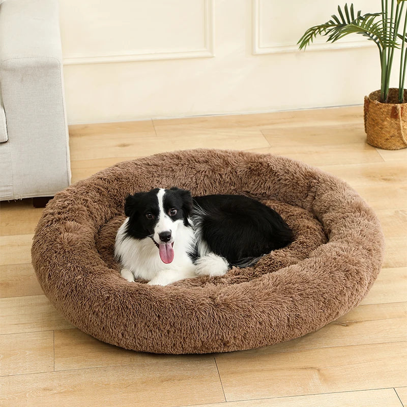 Winsome Cats And Dogs