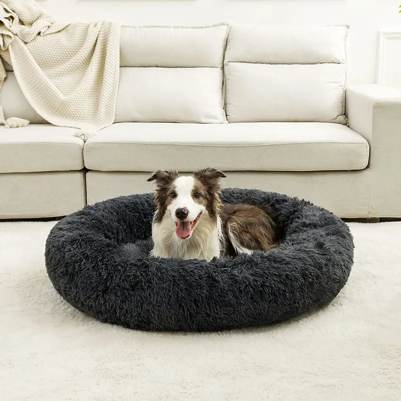 Winsome Cats And Dogs