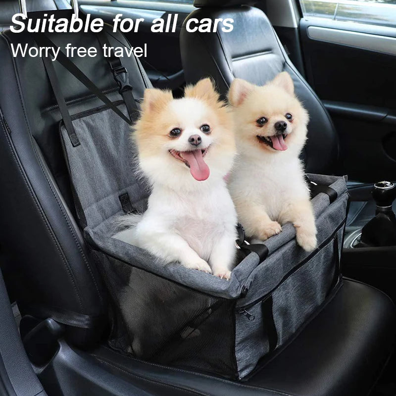 Winsome Cats And Dogs