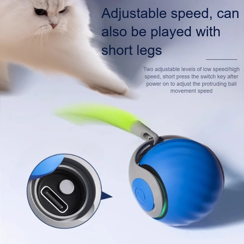 Winsome Cats And Dogs