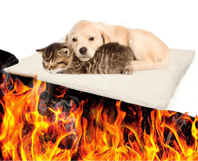 Winsome Cats And Dogs