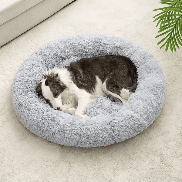 Winsome Cats And Dogs